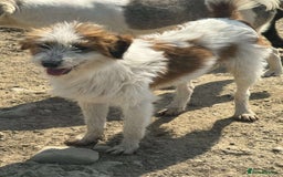 Mixed Breed dogs for adoption: 💝 YOUNG, SMALL AND CUTE ROBERT 🐾🐾NEEDS A FAMILY - Image 2