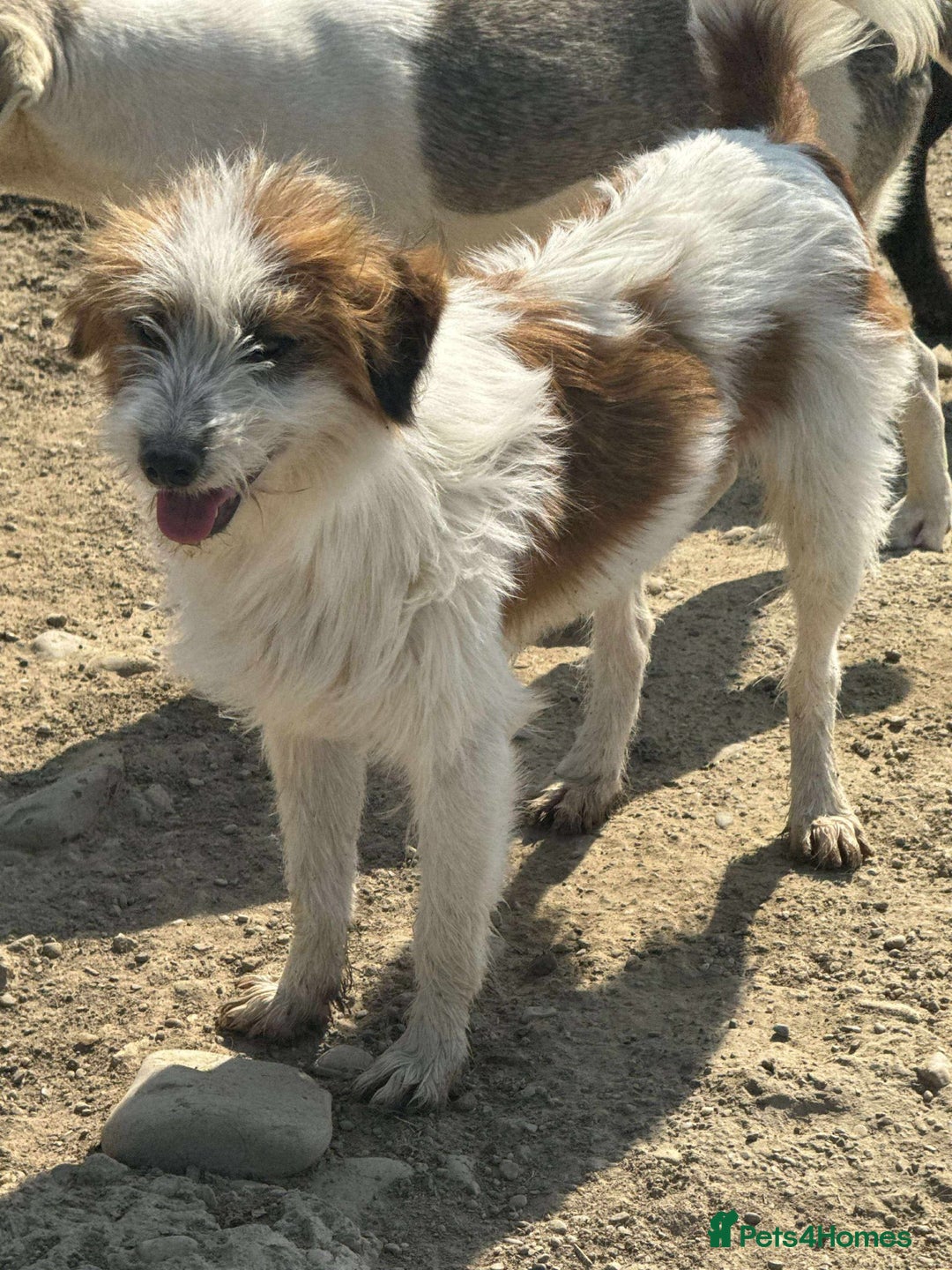 Mixed Breed dogs for adoption: 💝 YOUNG, SMALL AND CUTE ROBERT 🐾🐾NEEDS A FAMILY - Image 2