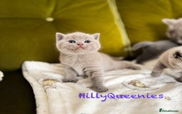British Shorthair cats for sale: British Shorthair 5th Gen Pedigree kittens🐾 - Image 4