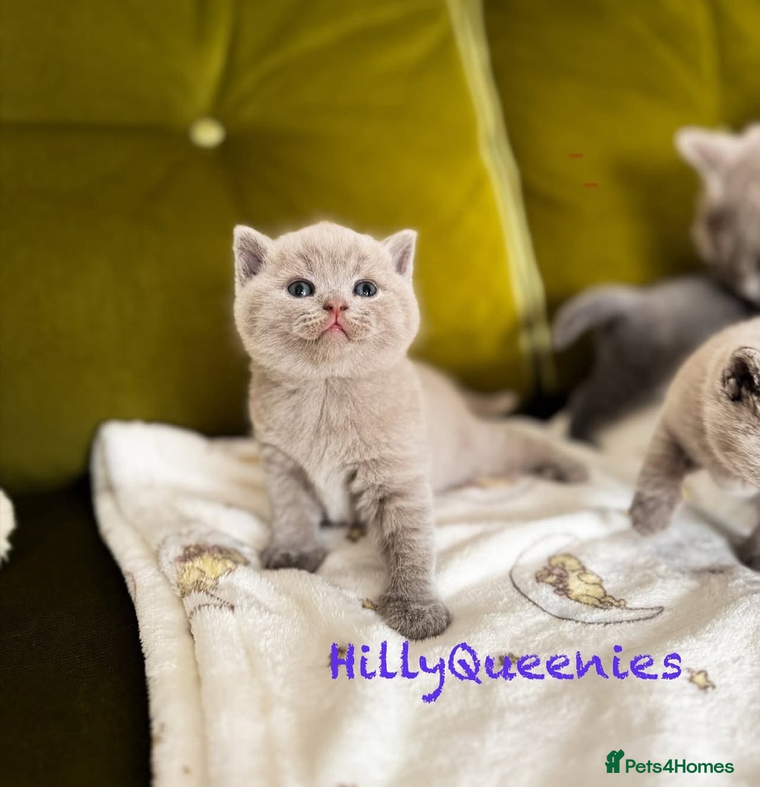 British Shorthair cats for sale: British Shorthair 5th Gen Pedigree kittens🐾 - Image 4