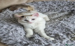 Ragdoll cats for sale: Ragdoll kittens  - Image 2