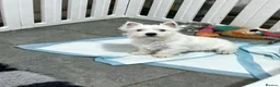 West Highland Terrier dogs for sale: 1 quality kc boy puppy  - Advert 5