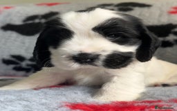 Cocker Spaniel dogs for sale: Show Cocker Puppies (KC Reg, AMS, PRA & FN CLEAR) - Image 27