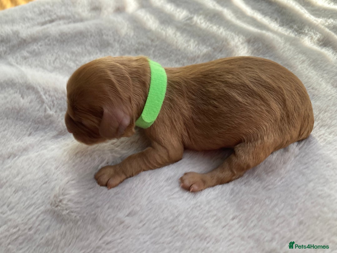 Mixed Breed dogs for sale: Cockapoo/Cavapoo Mix Puppies Available 10 Nov 25 - Image 20