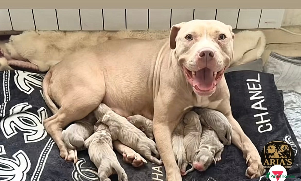 Mixed Breed dogs Stunning StaffordshireBullTerrier x Amstaffpuppies - Advert 2