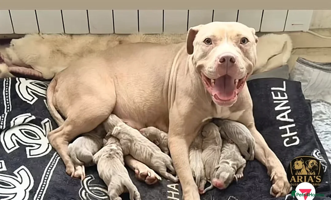 Mixed Breed dogs for sale: Stunning (ABS) x Staffordshire Bull Terrier - Advert 1