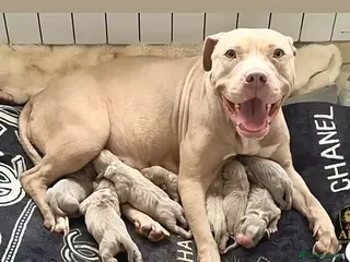 Mixed Breed dogs Stunning StaffordshireBullTerrier x Amstaffpuppies - Advert 5