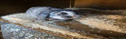Mini Lop rabbits for sale: Mini lop  in Norwich - Advert 3