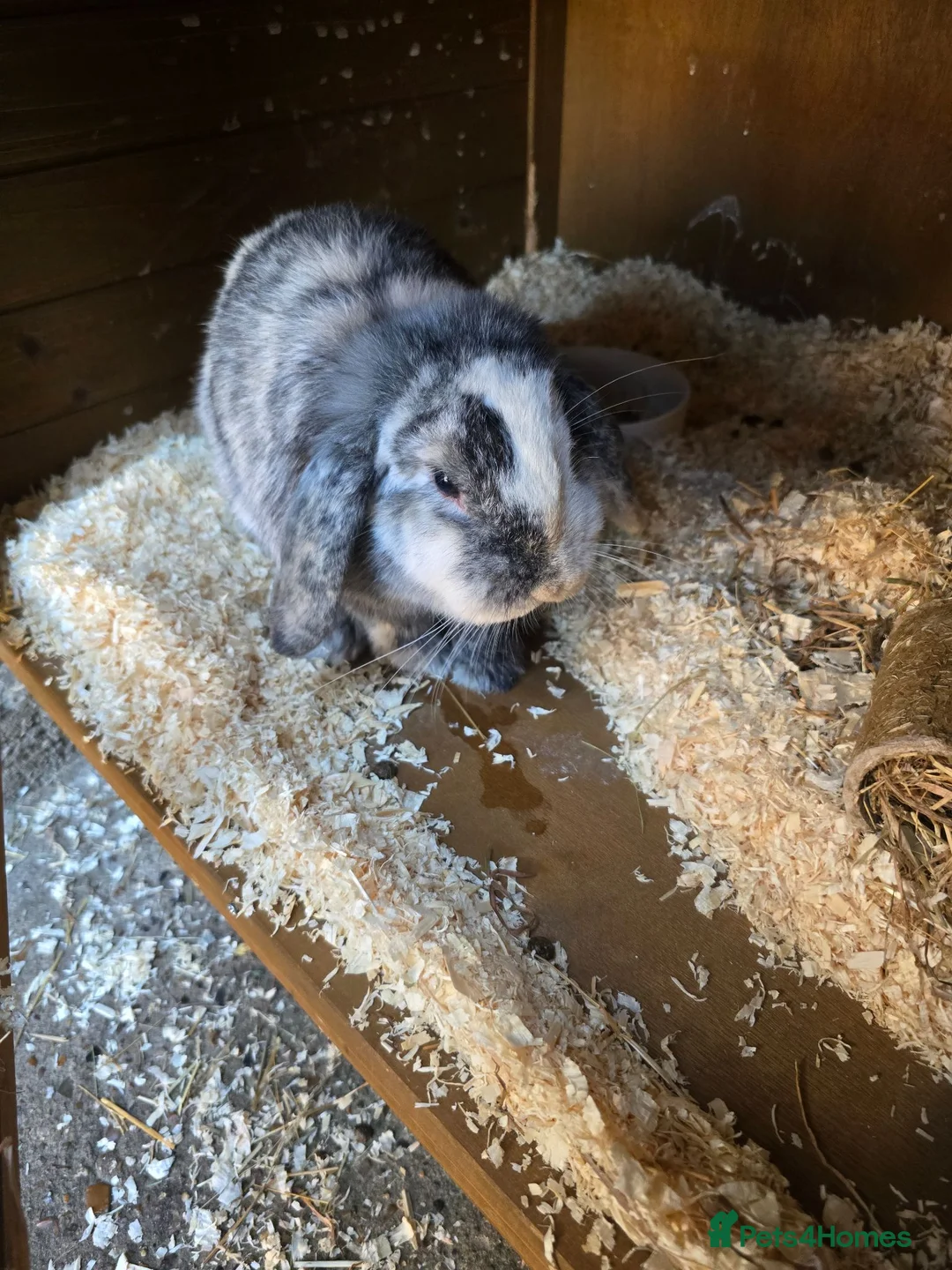 Mini Lop rabbits for sale: Mini lop  in Norwich - Advert 3