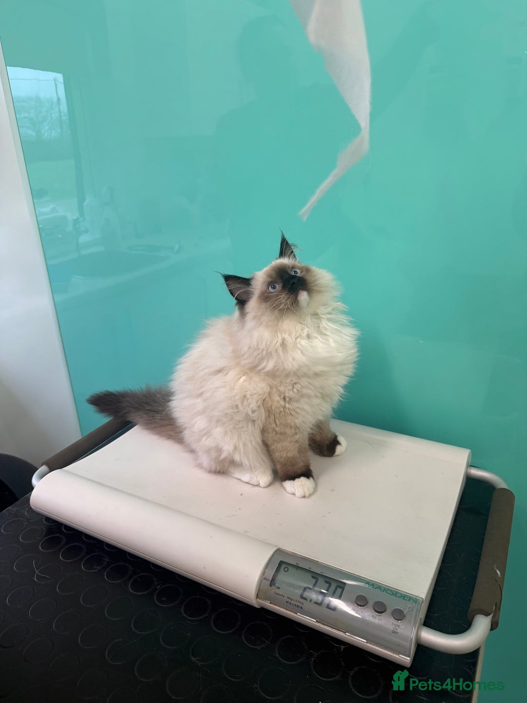 Ragdoll cats for sale: READY NOW 2 fluffy boys - Advert 24
