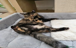 British Shorthair cats for sale: Gorgeous Tortie ✨ Rabies Vax ✅🌎✈️ - Image 8