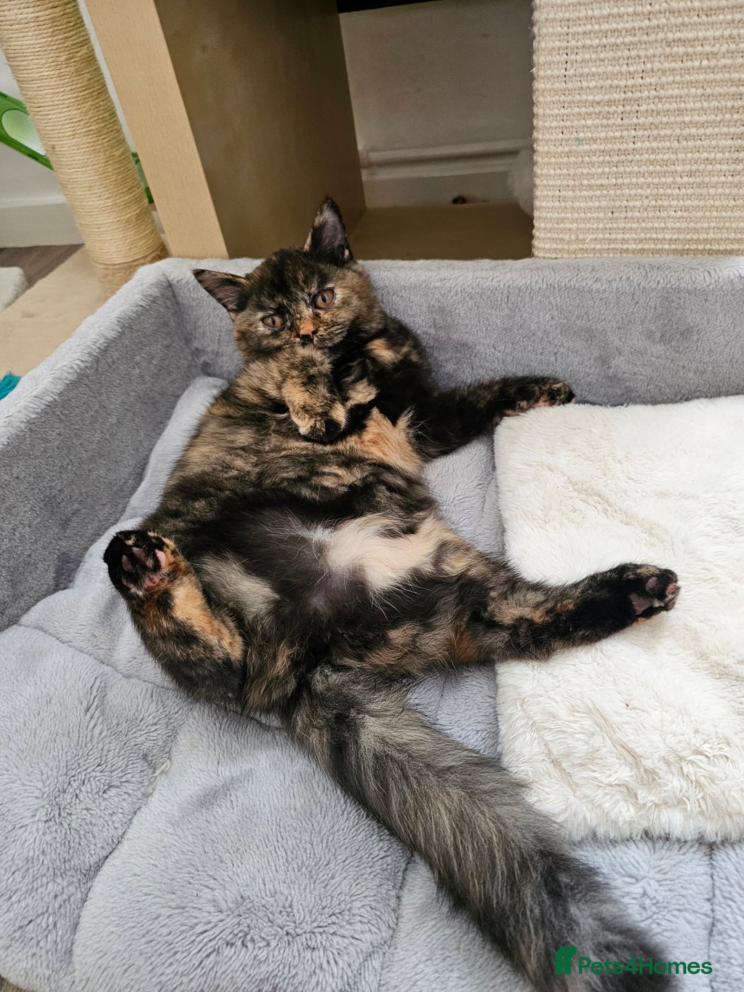 British Shorthair cats for sale: Gorgeous Tortie ✨ Rabies Vax ✅🌎✈️ - Image 8