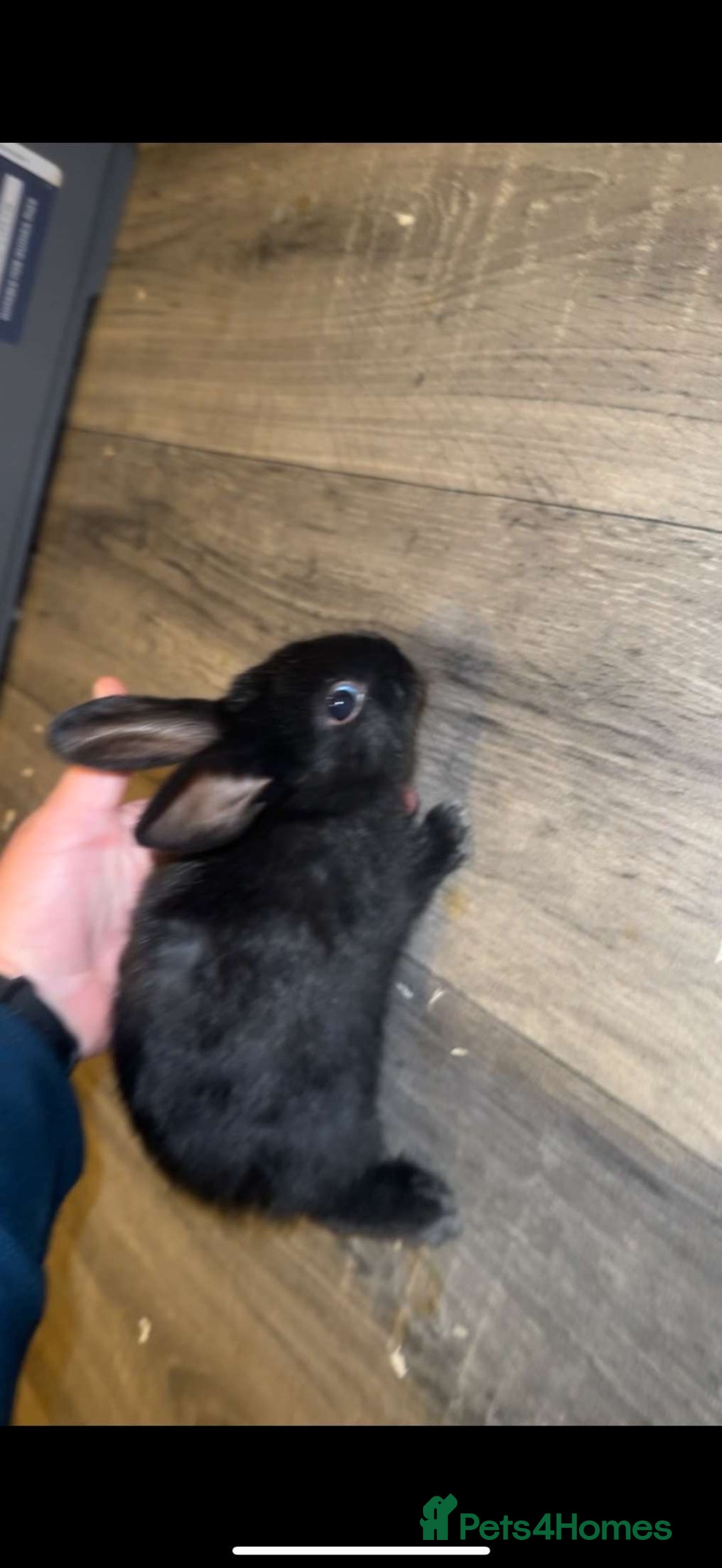 Mixed Breed rabbits for sale: savannah mini lop bunny - Image 8