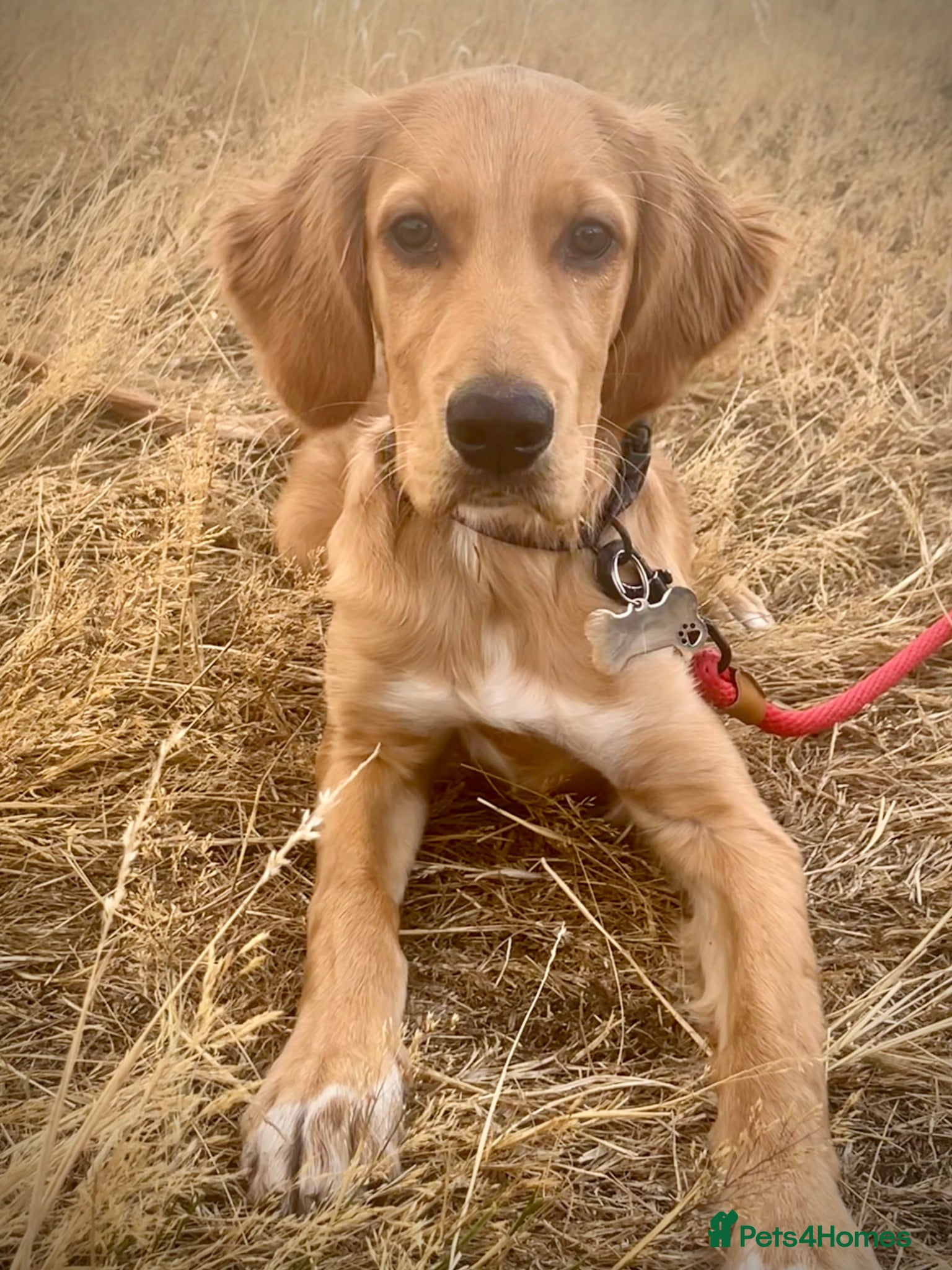 Mixed Breed dogs 21-week-old puppy looking for an experienced home - Advert 1