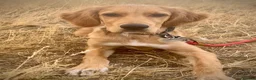 Mixed Breed dogs for sale: 21-week-old puppy looking for an experienced home in Frodsham - Advert 1