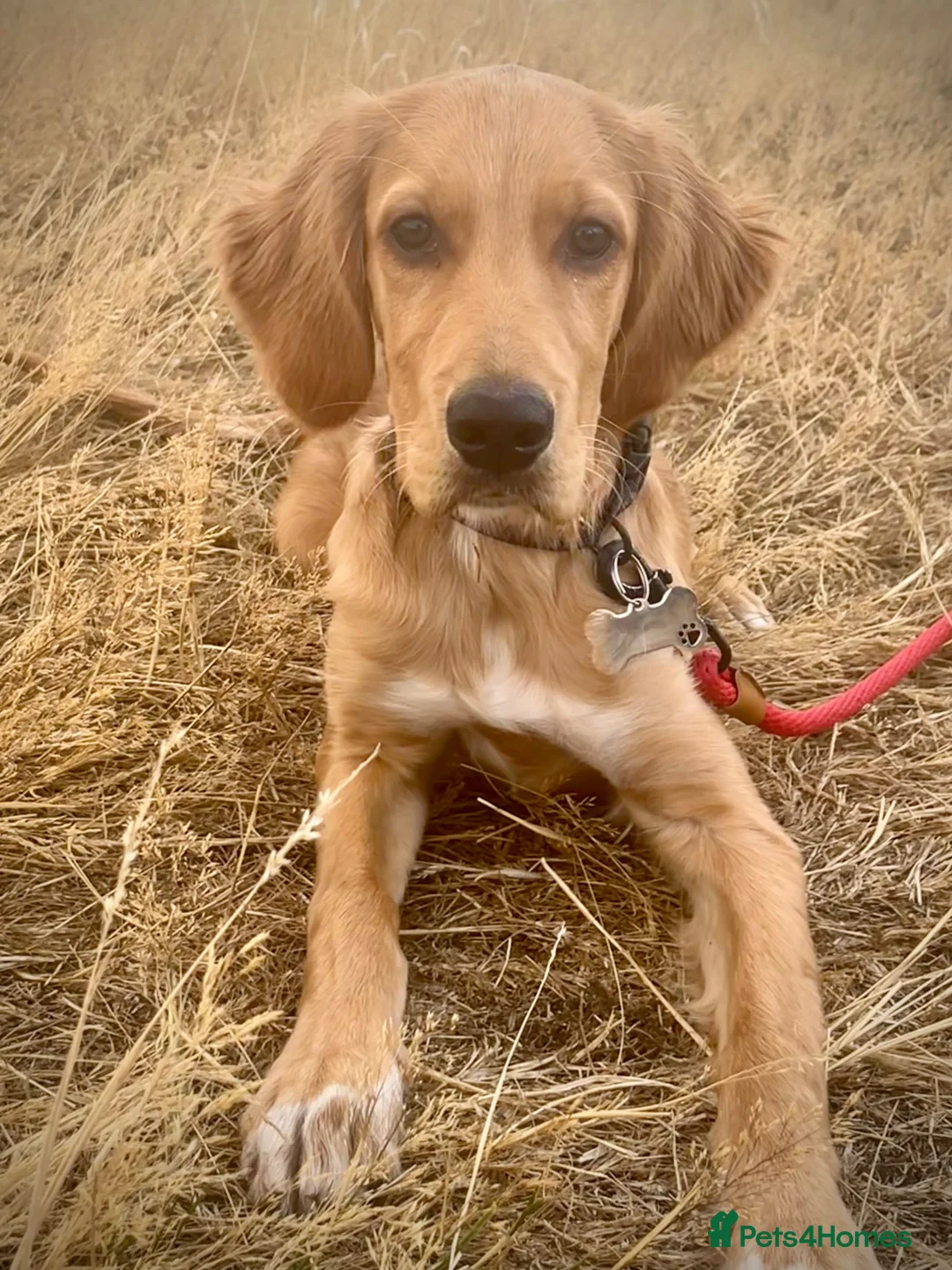 Mixed Breed dogs for sale: 21-week-old puppy looking for an experienced home in Frodsham - Advert 1