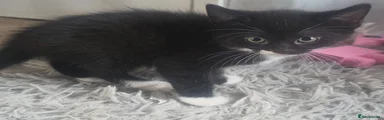 Half moustache 