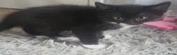 Mixed Breed cats for sale: 2x black and white male kittens  in Kettering - Advert 3