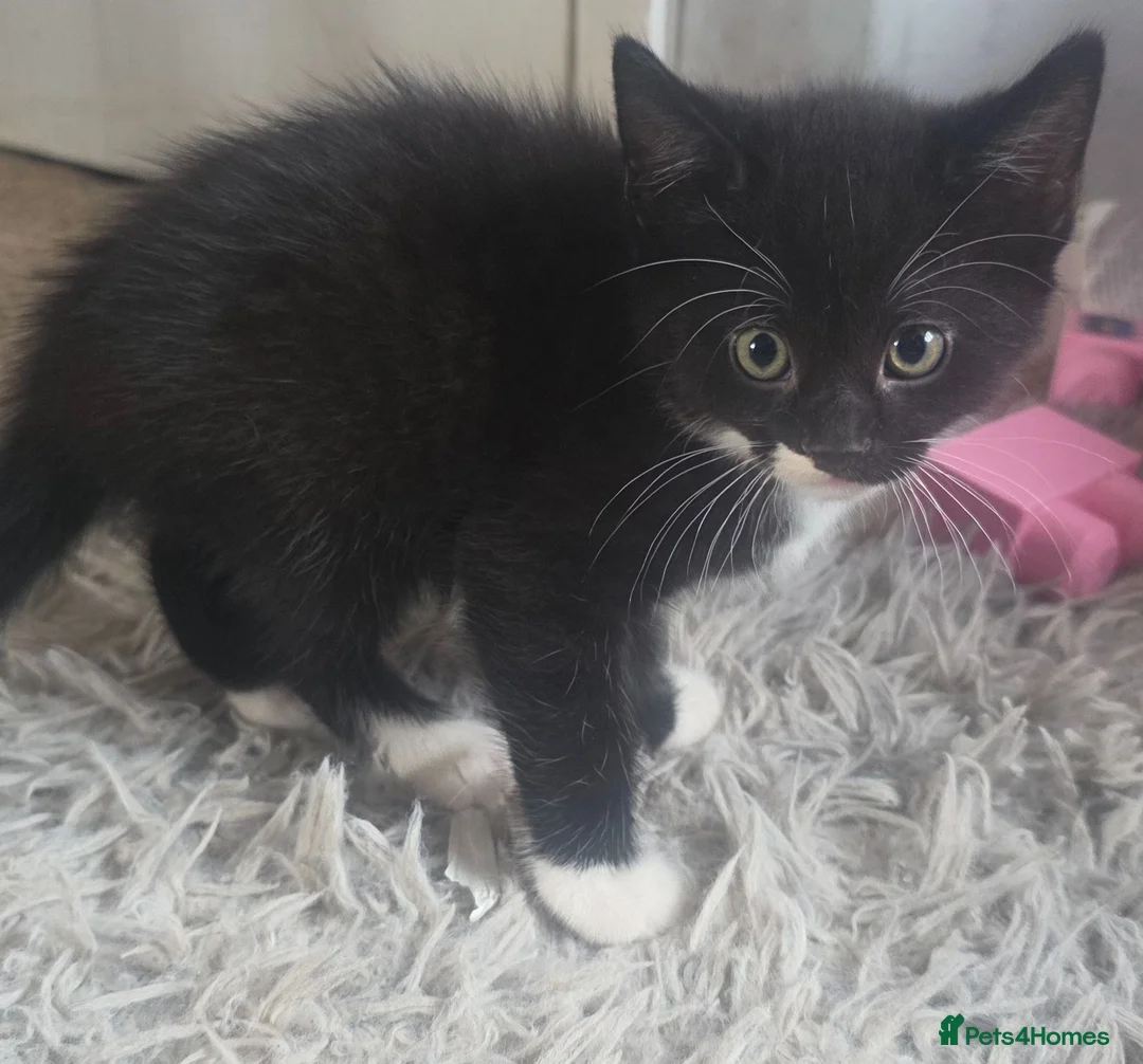 Mixed Breed cats for sale: 2x black and white male kittens  in Kettering - Advert 3