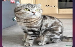 Scottish Fold cats for sale: scottish fold kittens  - Image 36