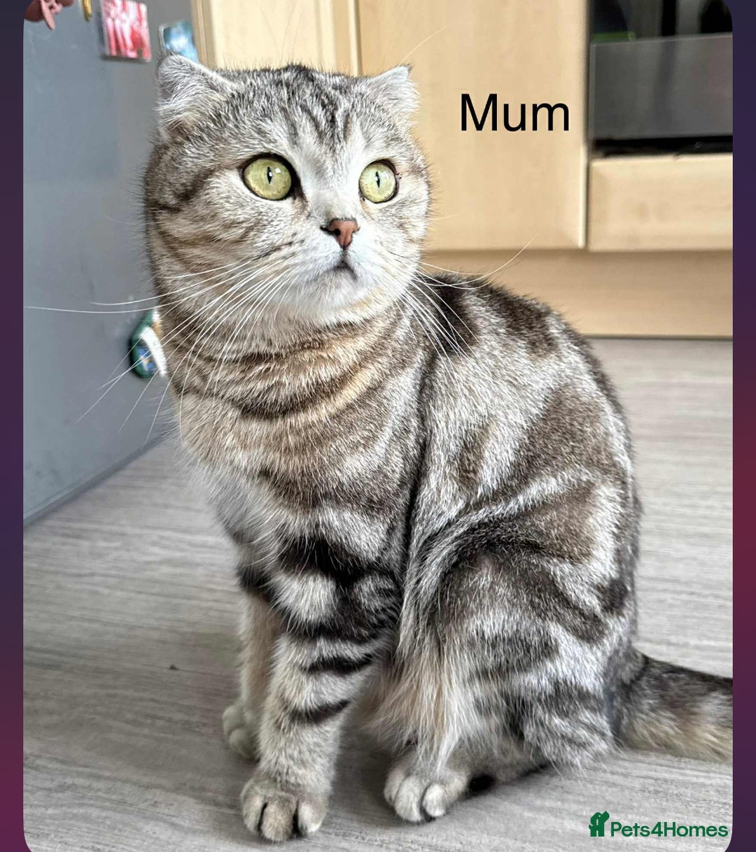 Scottish Fold cats for sale: scottish fold kittens  - Image 36