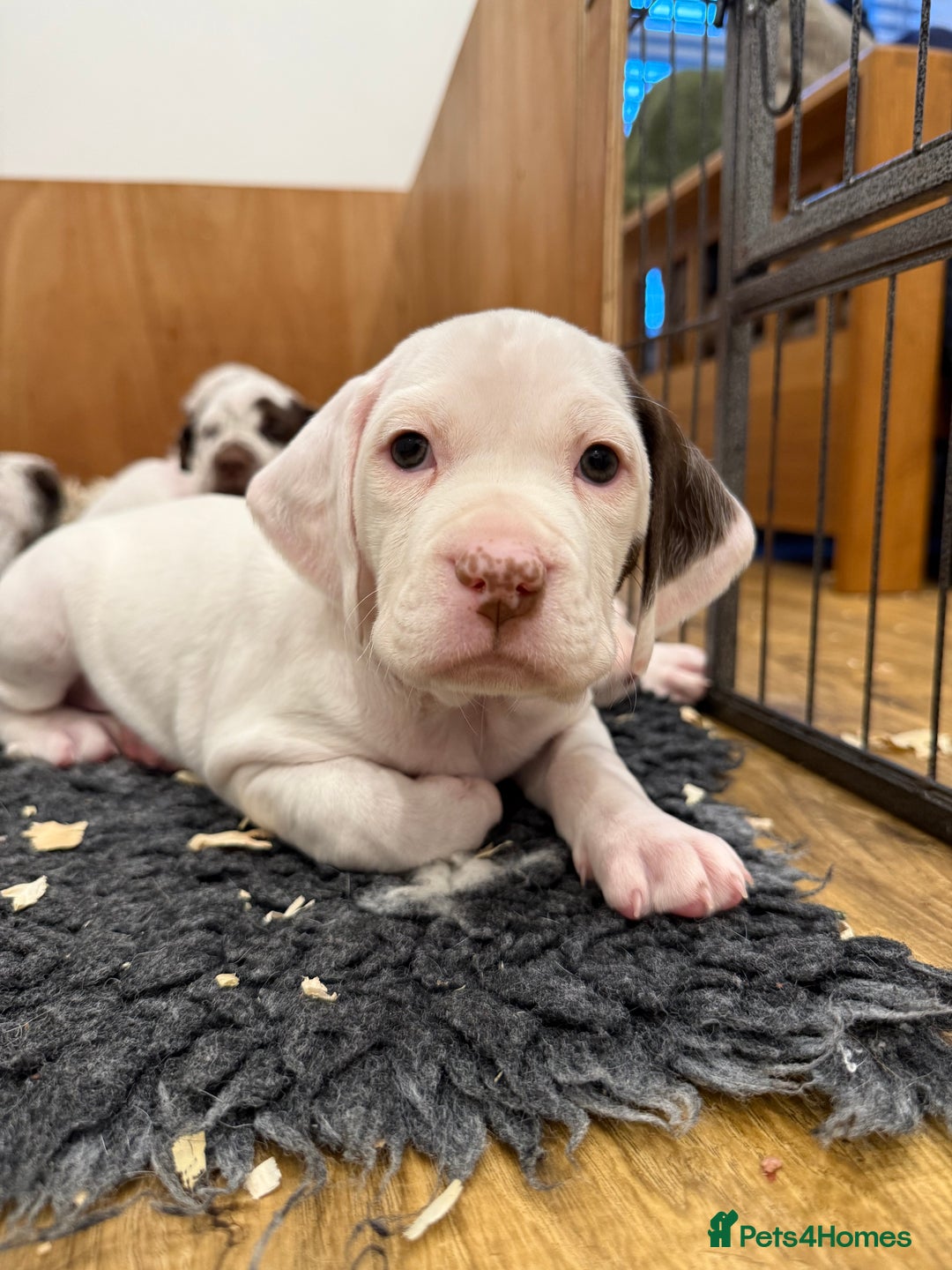 Braque du Bourbonnais dogs for sale: Braque du Bourbonnais Puppies - Image 8