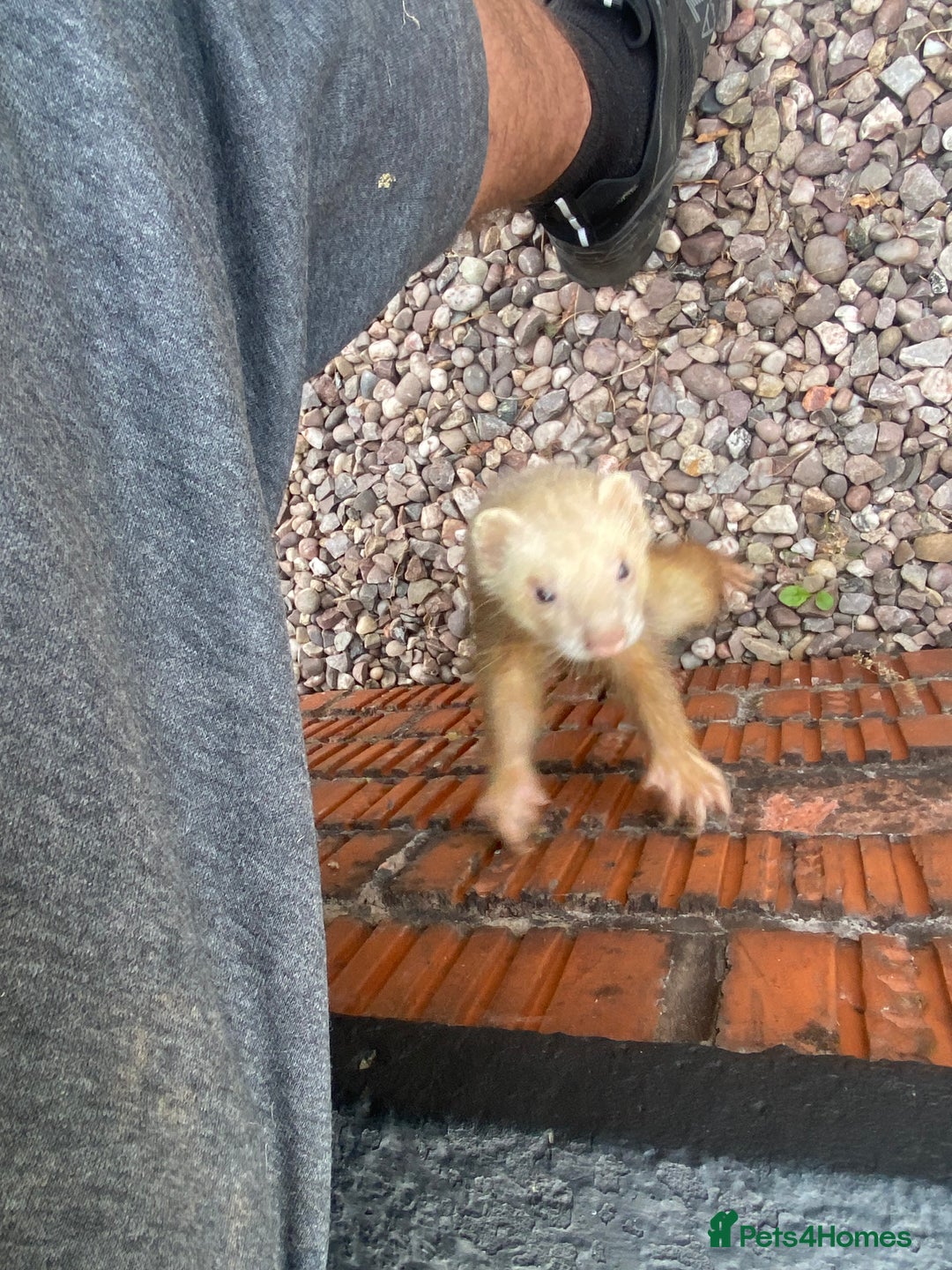 Ferret rodents for sale: Cinnamon male  - Image 3