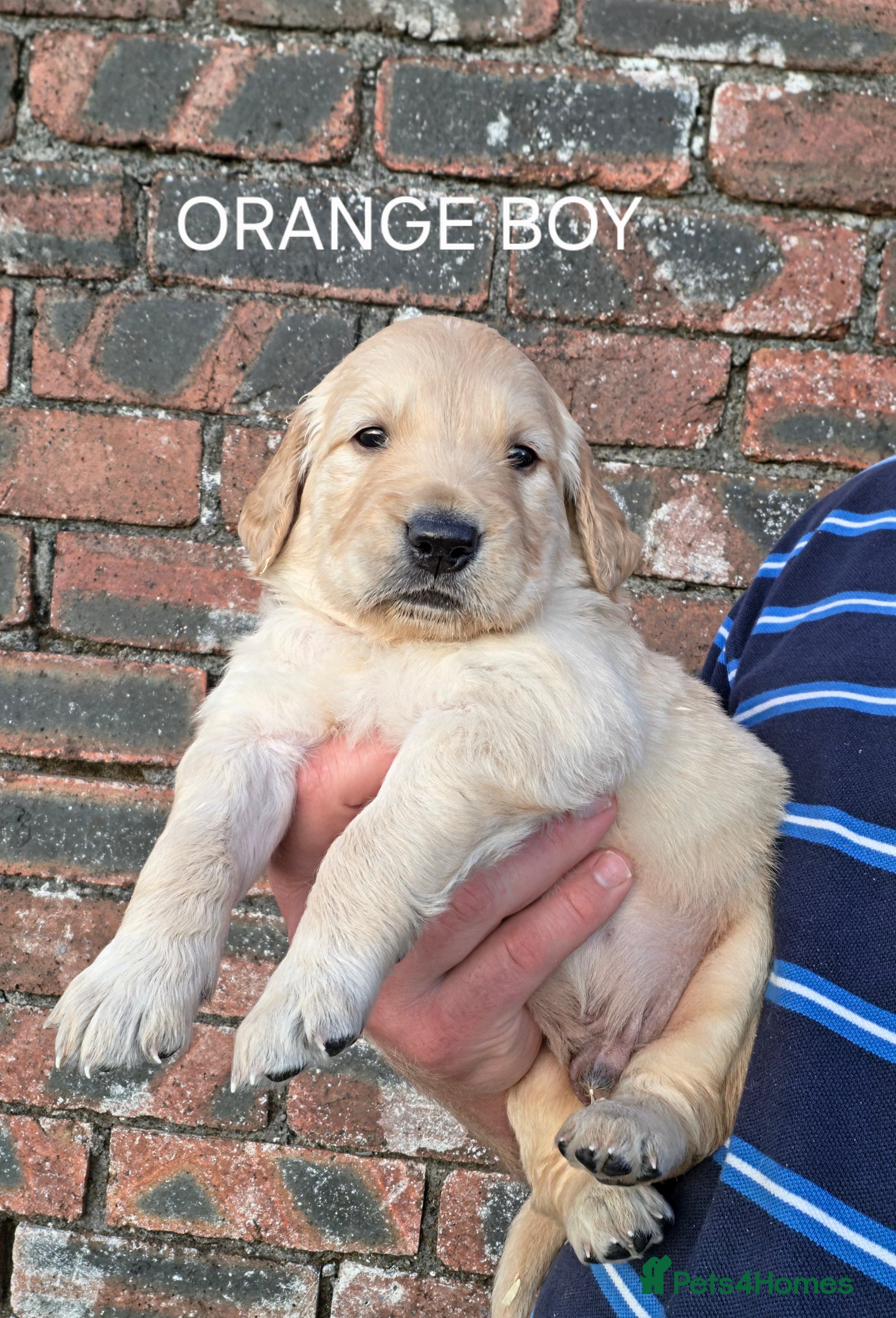 Golden Retriever dogs KC GOLDEN RETRIEVER PUPPIES  - Advert 2