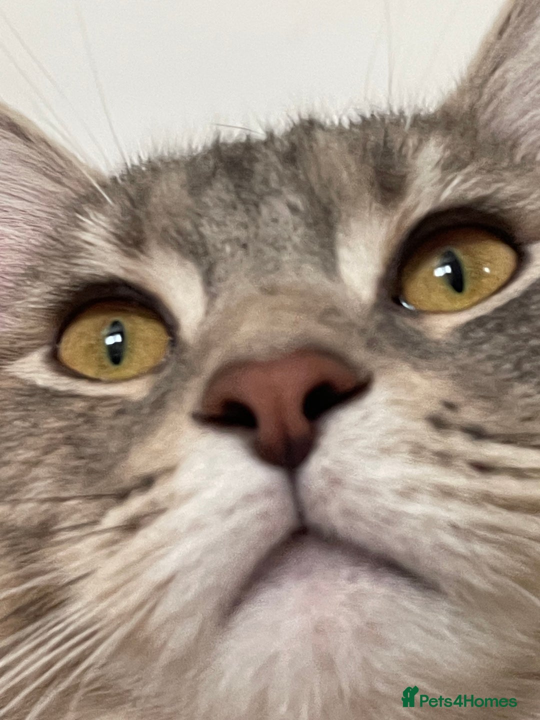 Mixed Breed cats for sale: Adorable female cats Looking for a Forever Home ! - Advert 7