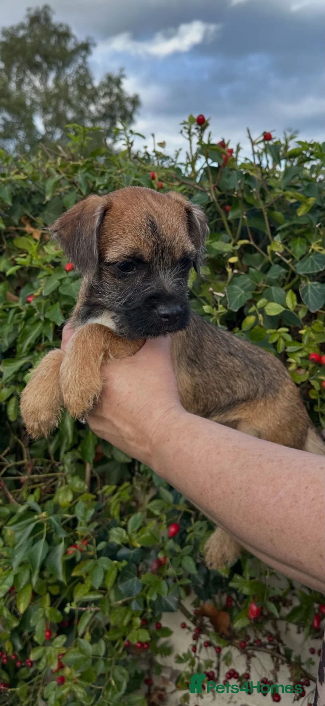 Border Terrier dogs for sale: Kc registered border terriers  - Advert 2
