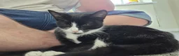 Mixed Breed cats for sale: Mother 3 older kittens and a kitten in Cardiff - Advert 5