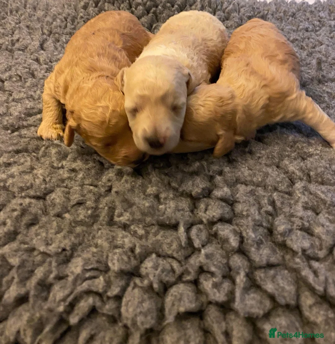 Toy Poodle dogs for stud: ☆Monty - KC Registered TOY POODLE ☆ in Lydney - Advert 17