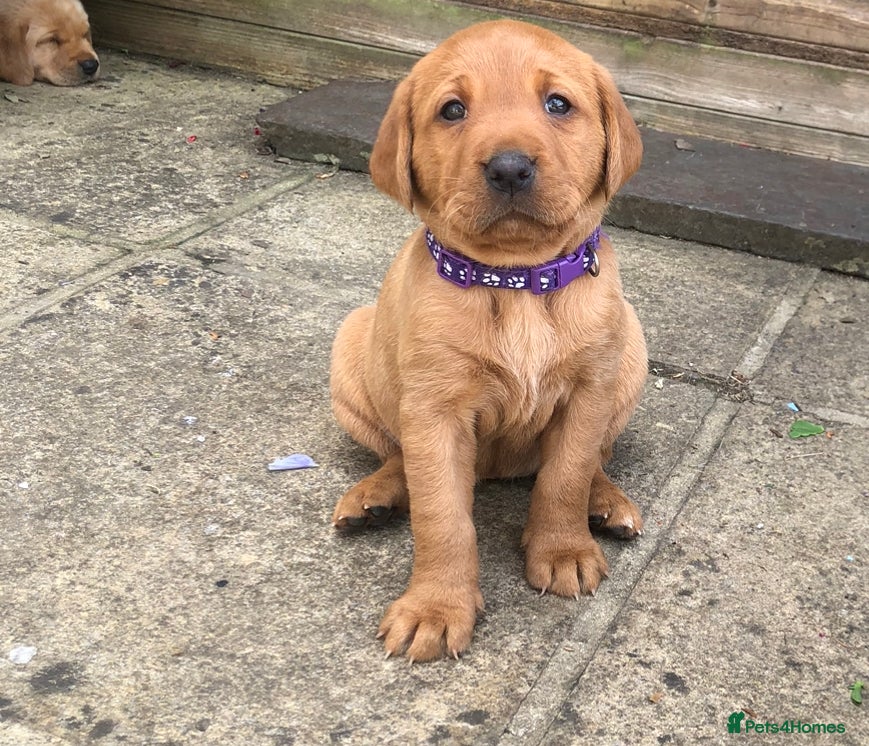 Labrador Retriever dogs 6 adorable Labrador puppies 🐶🩷💙 - Advert 2