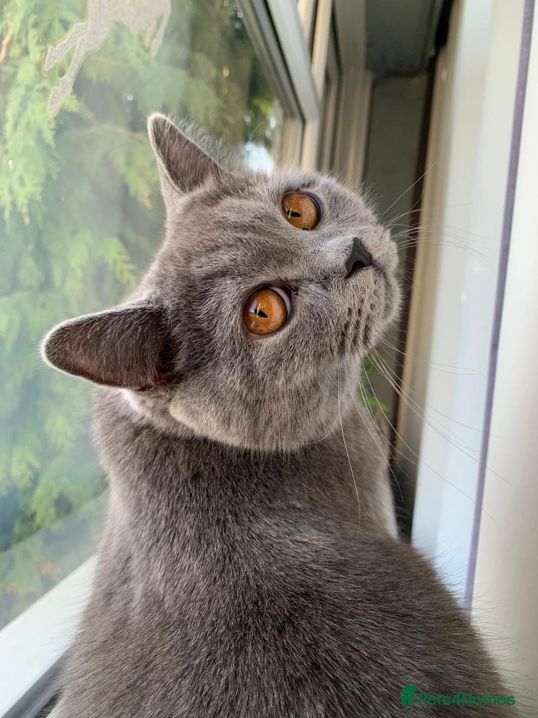 Bombay cats for sale: 🐱 British Bombay Male Kitten for Sale🐱 - Advert 2