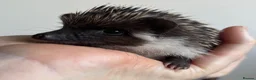 Pygmy Hedgehog rodents for sale: African Pygmy Hedgehog Ethnical breeding mixed - Advert 8