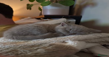 British Shorthair cats - Advert 12