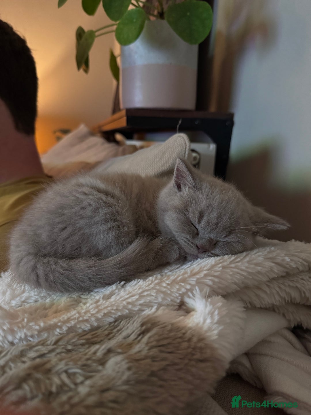 British Shorthair cats for sale: British shorthair female  kittens  - Image 3