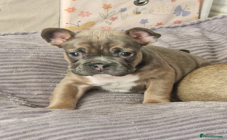 French Bulldog dogs - Advert 6
