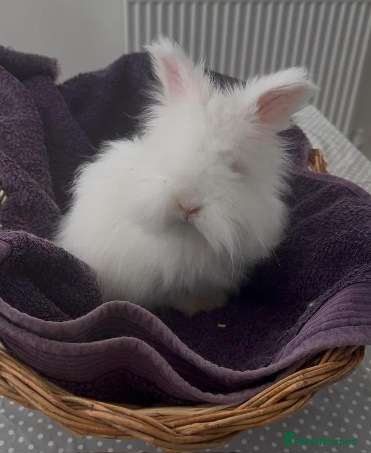 Mixed Breed rabbits Pure-bred English Angora with blue eyes! - Advert 2
