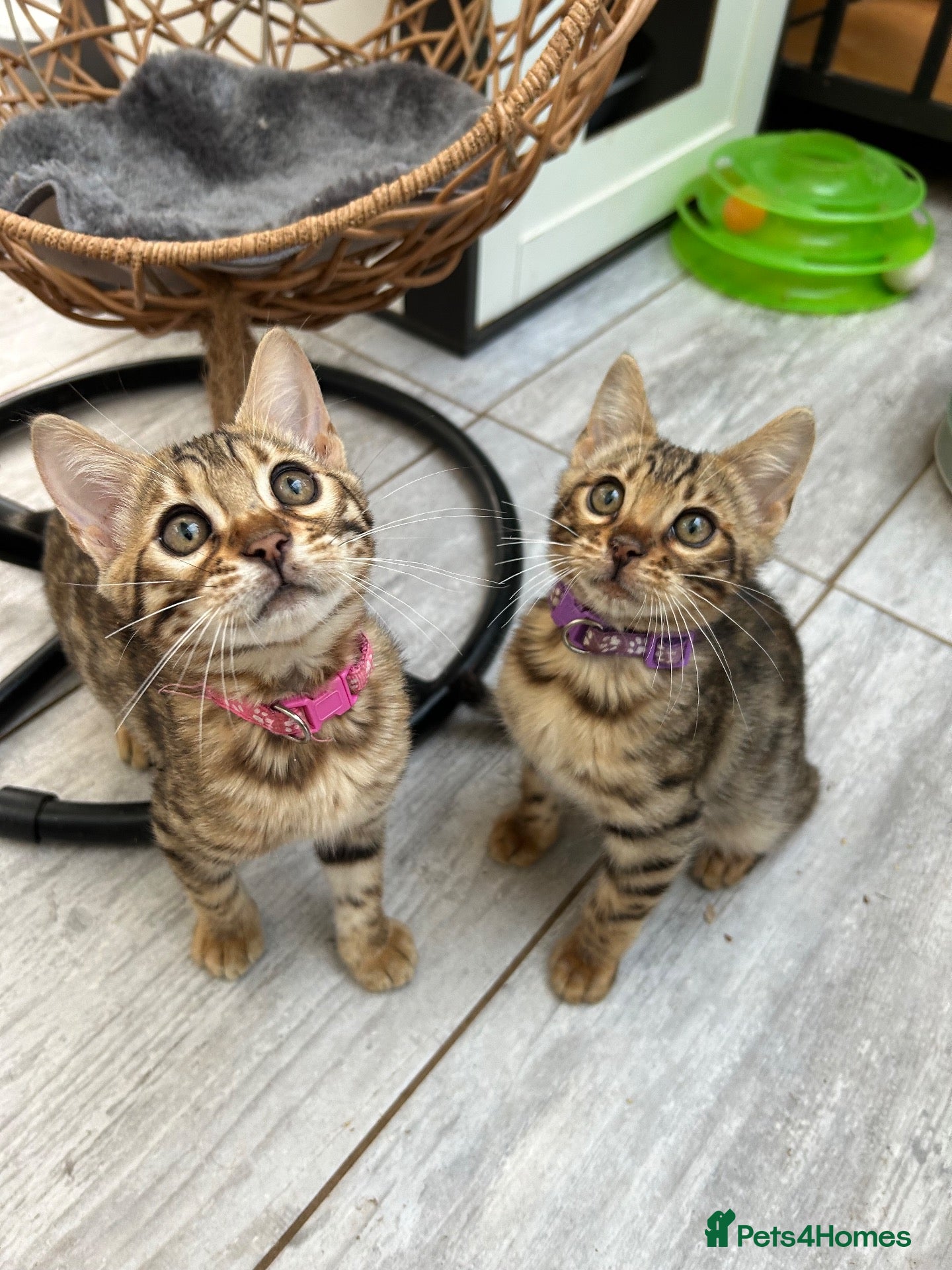 Bengal cats Pure Bengal Kittens ❤️ready for their new home 🏡  - Advert 2