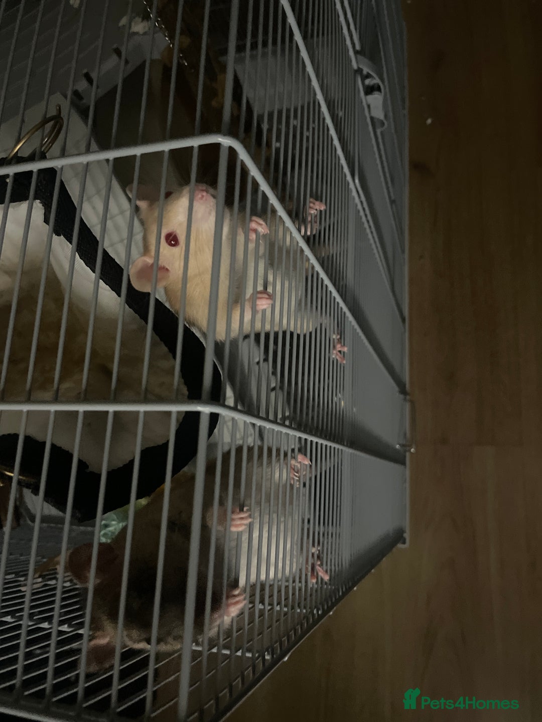 Rat rodents for sale: 2 gorgeous fancy rats- open to offers - Image 2