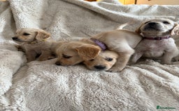 Golden Retriever dogs for sale: Golden retriever puppy Available 🐶🐾🦴  - Image 4
