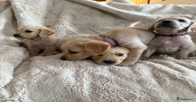 Golden Retriever dogs - Advert 9