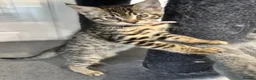 Savannah cats for sale: 🔥 Exceptional Savannah F3Kittens Rare Markings 🔥 - Advert 5