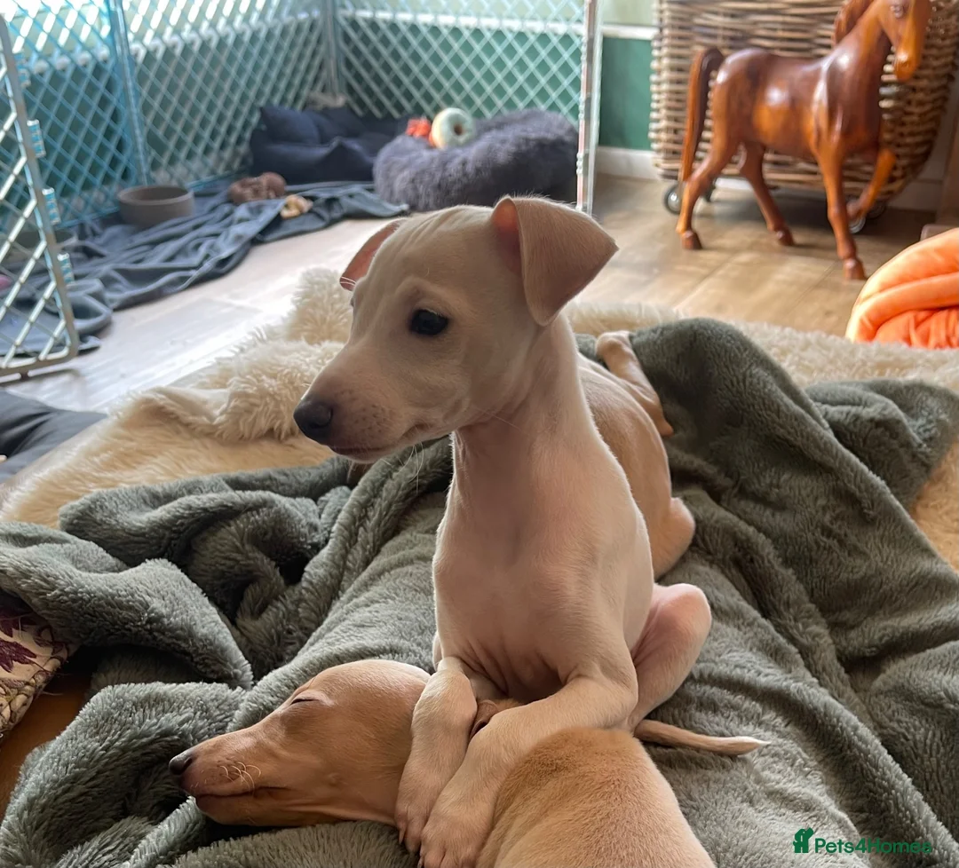 Italian Greyhound dogs for sale: Gorgeous KC Italian Greyhound Boys - Advert 2
