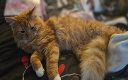 Mixed Breed cats for sale: Beautiful 10 week old kittens  - Advert 5