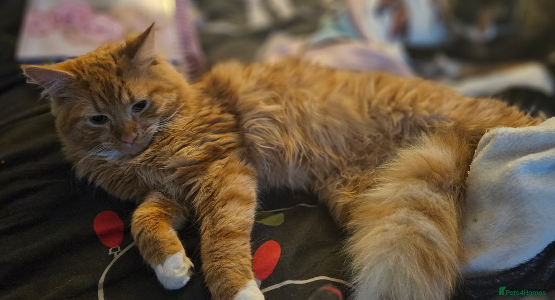 Mixed Breed cats for sale: Beautiful 10 week old kittens  - Advert 5