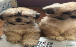 Lhasa Apso dogs for sale: Lhasa apso puppies  - Image 1