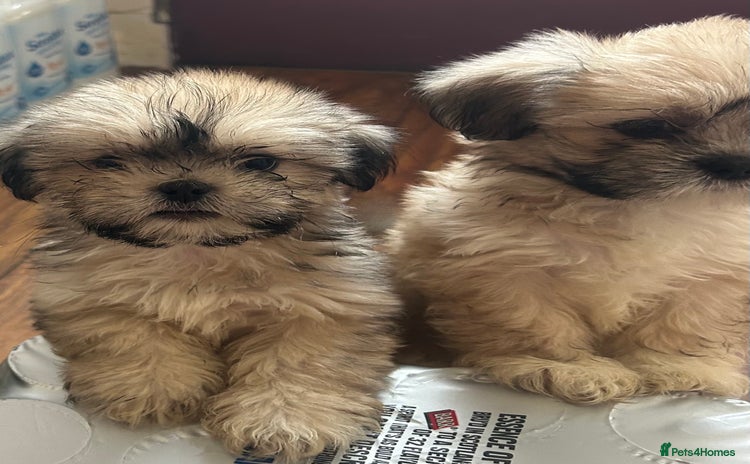 Lhasa Apso dogs - Advert 8