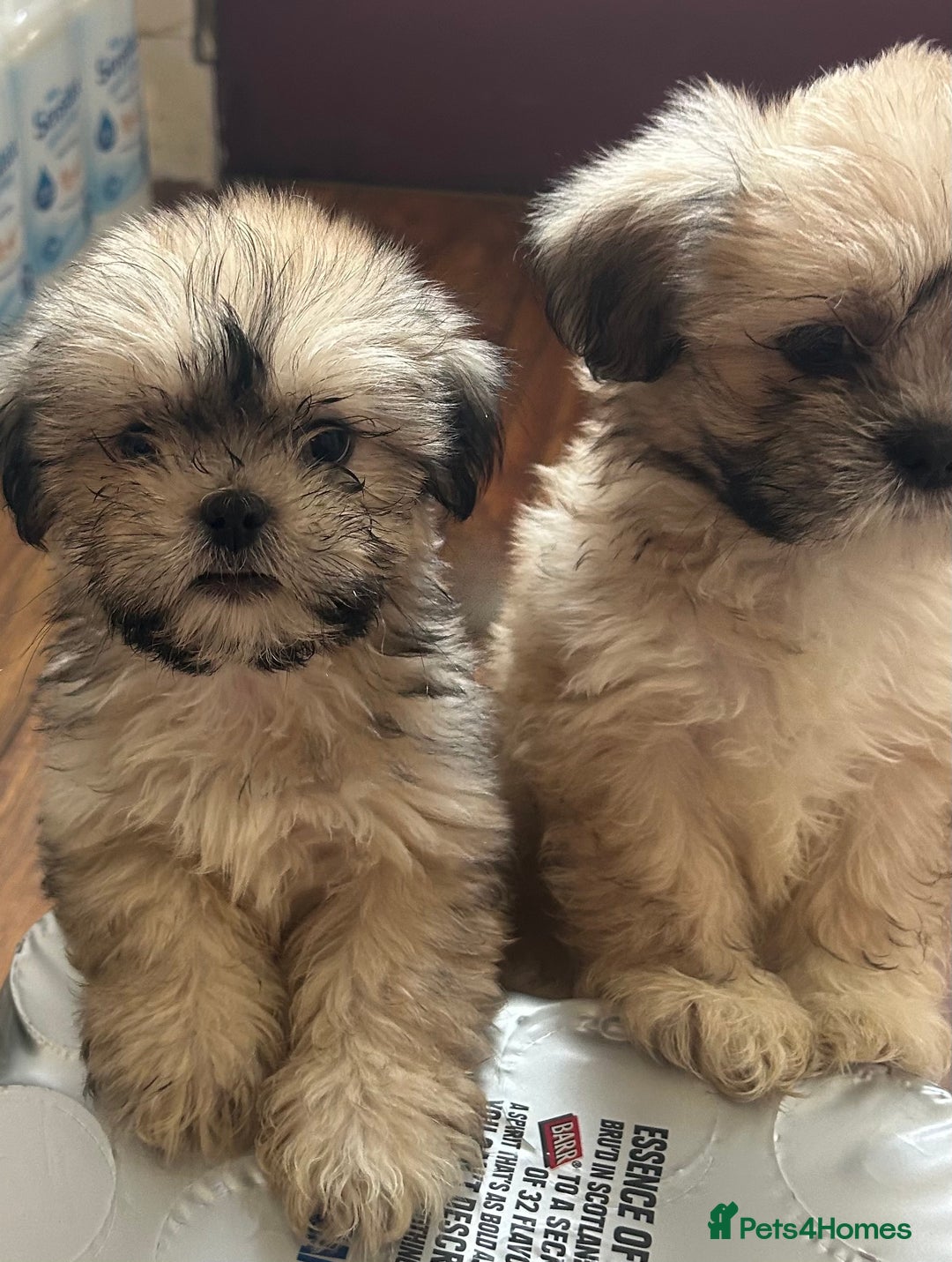 Lhasa Apso dogs for sale: Lhasa apso puppies  - Image 1